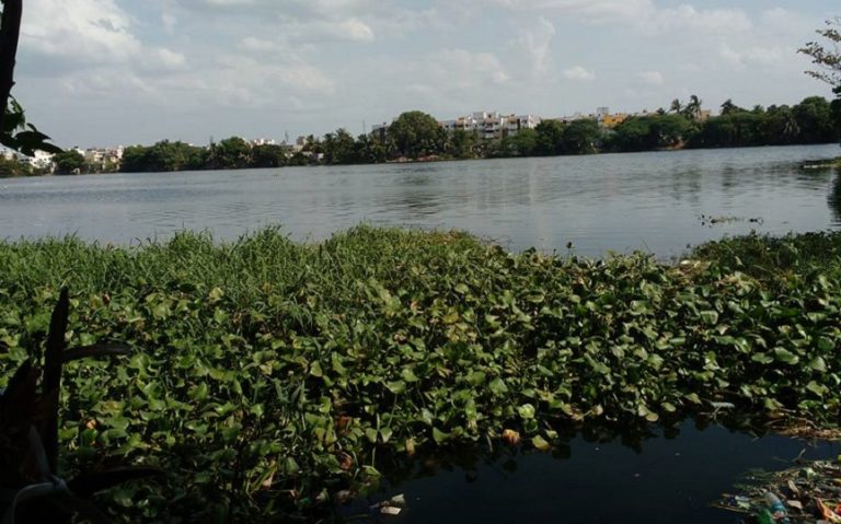 velachery lake